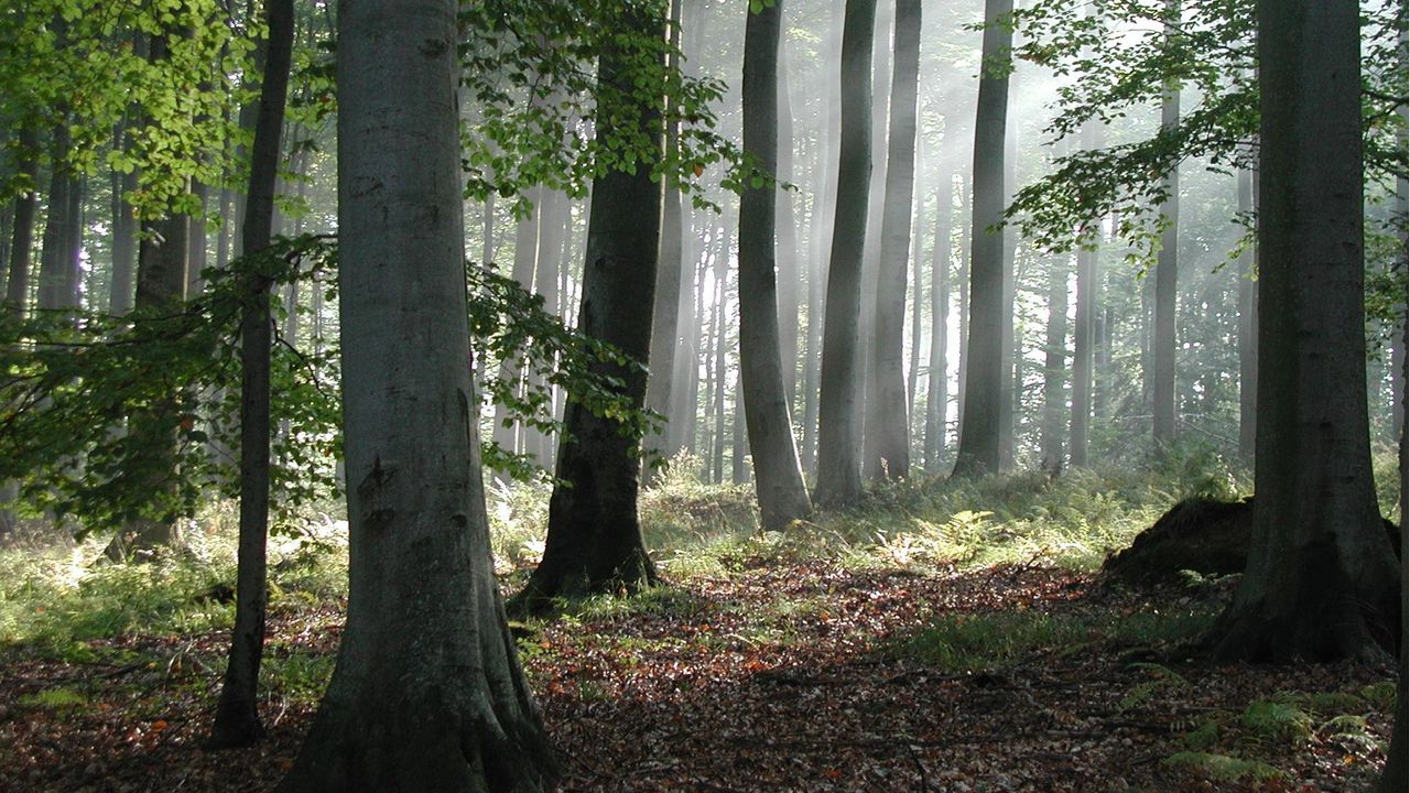 HOLZ-HER startet Nachhaltigkeitsoffensive